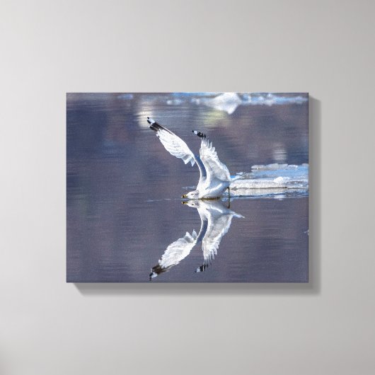 14x11 Gull Reflecties Canvas Afdruk (Voorkant)