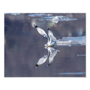 14x11 Gull Reflecties Foto Afdruk