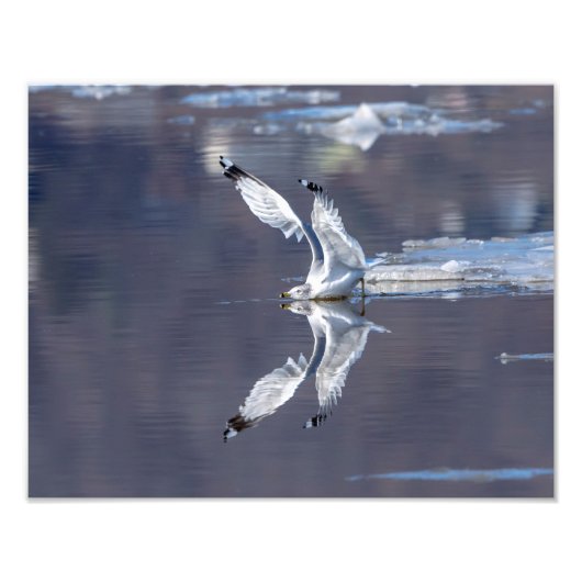 14x11 Gull Reflecties Foto Afdruk (Voorkant)