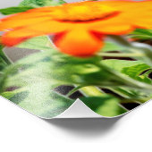 14x11 Hummingvogel op een bloeiend plant Foto Afdruk (Hoek)