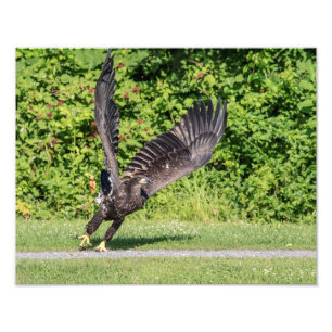 14x11 Juvenile Bald Eagle Foto Afdruk