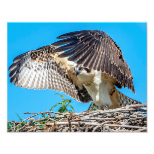 14x11 Juvenile Osprey in het nest Foto Afdruk