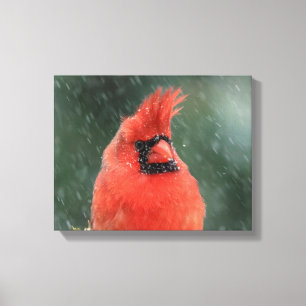 14x11 Kardinaal in een dennenboom tijdens een snee Canvas Afdruk