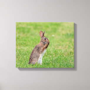 14x11 Konijn die in het gras staat en er verlegen Canvas Afdruk