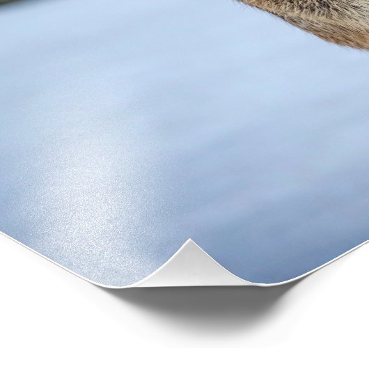 14x11 konijn in de sneeuw foto afdruk (Hoek)