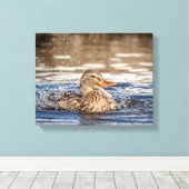 14x11 Mallard Duck in Downing Park Canvas Afdruk (Insitu (Houten vloer))