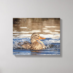14x11 Mallard Duck in Downing Park Canvas Afdruk