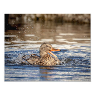 14x11 Mallard Duck in Downing Park Foto Afdruk