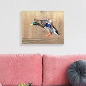 14x11 Mallard Duck in vlucht Canvas Afdruk (Insitu (Woonkamer))