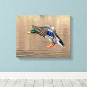 14x11 Mallard Duck in vlucht Canvas Afdruk (Insitu (Houten vloer))