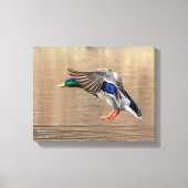 14x11 Mallard Duck in vlucht Canvas Afdruk (Voorkant)