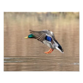 14x11 Mallard Duck in vlucht Foto Afdruk (Voorkant)