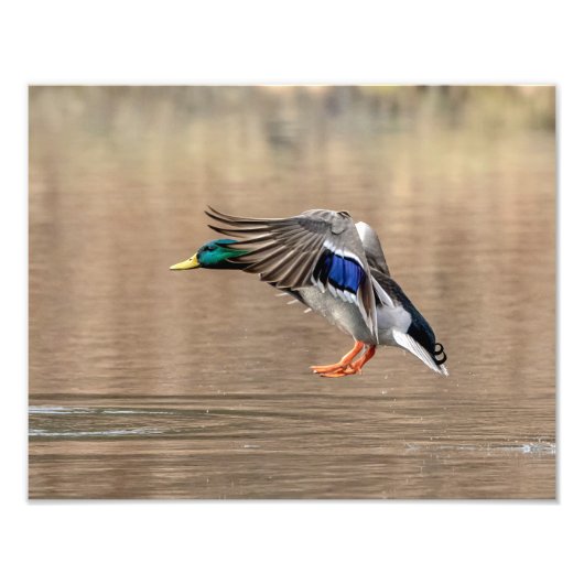 14x11 Mallard Duck in vlucht Foto Afdruk (Voorkant)