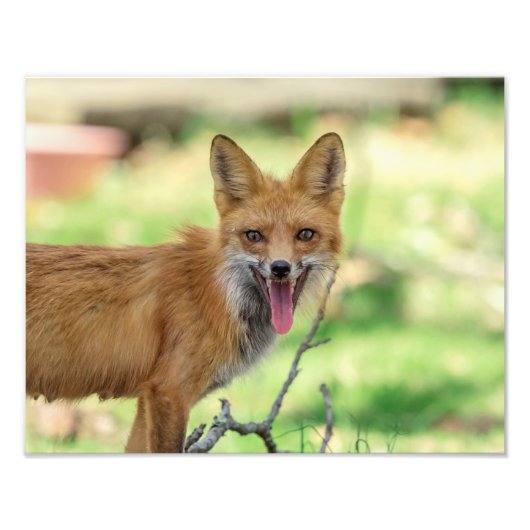 14x11 Mama Fox in de Hudson-vallei Foto Afdruk (Voorkant)