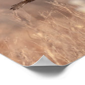 14x11 noordelijke Harrier Poster (Hoek)