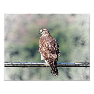 14x11 onvolgroeide Red Tailed Hawk Foto Afdruk