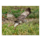14x11 onvolgroeide Red Tailed Hawk Foto Afdruk (Voorkant)