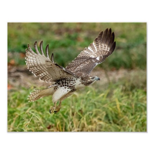 14x11 onvolgroeide Red Tailed Hawk Foto Afdruk (Voorkant)