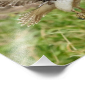 14x11 onvolgroeide Red Tailed Hawk Foto Afdruk (Hoek)