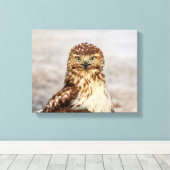 14x11 onvolgroeide Rode Hawk op de grond Canvas Afdruk (Insitu (Houten vloer))