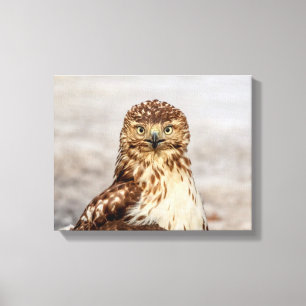 14x11 onvolgroeide Rode Hawk op de grond Canvas Afdruk