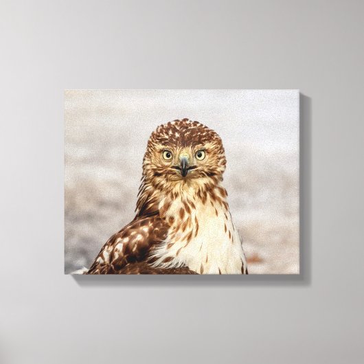 14x11 onvolgroeide Rode Hawk op de grond Canvas Afdruk (Voorkant)