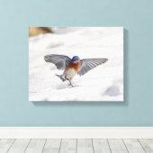 14x11 oostelijke Bluebird dansend in de sneeuw Canvas Afdruk (Insitu (Houten vloer))