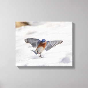 14x11 oostelijke Bluebird dansend in de sneeuw Canvas Afdruk
