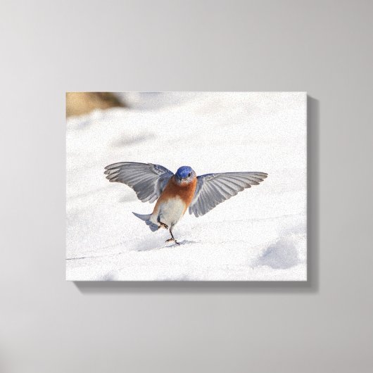 14x11 oostelijke Bluebird dansend in de sneeuw Canvas Afdruk (Voorkant)