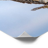 14x11 Osprey komt binnen voor een landing Poster (Hoek)