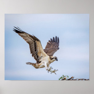 14x11 Osprey komt binnen voor een landing Poster