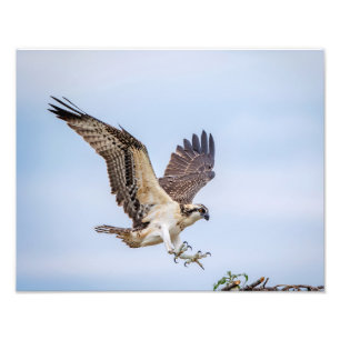 14x11 Osprey landing in het nest Foto Afdruk