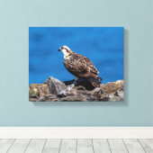 14x11 Osprey op de rotsen Canvas Afdruk (Insitu (Houten vloer))
