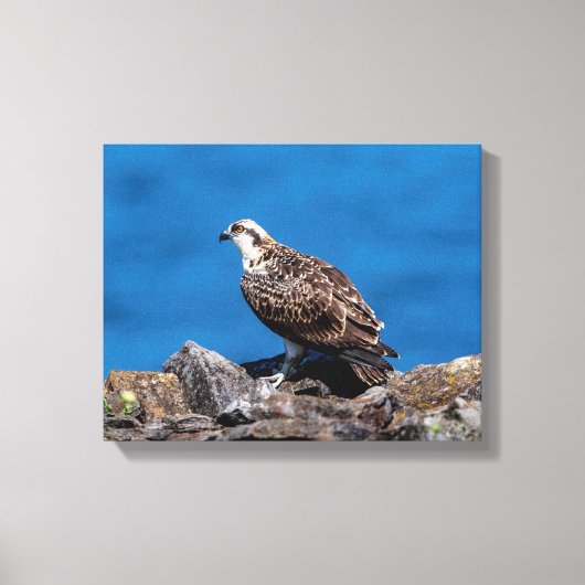 14x11 Osprey op de rotsen Canvas Afdruk (Voorkant)