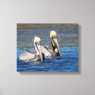 14x11 Paar Pelicans Canvas Afdruk