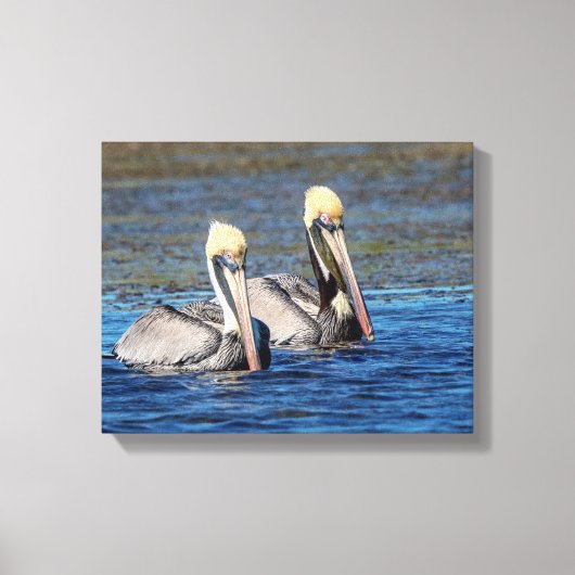 14x11 Paar Pelicans Canvas Afdruk (Voorkant)
