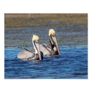 14x11 Paar Pelicans Foto Afdruk