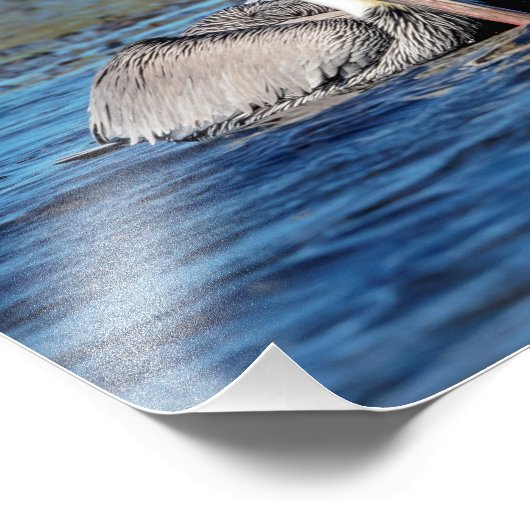 14x11 Paar Pelicans Foto Afdruk (Hoek)