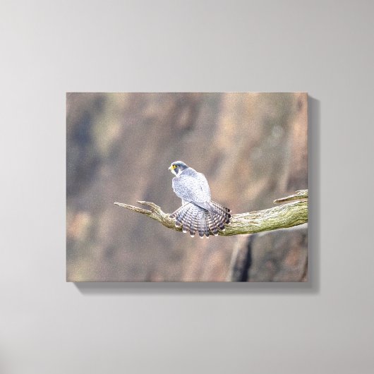 14x11 Peregrine Falcon bij de Palisades Interstate Canvas Afdruk (Voorkant)
