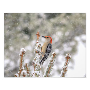 14x11 Red-bellied Woodpecker in de sneeuw Foto Afdruk