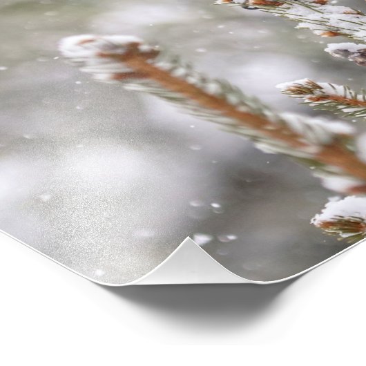 14x11 Red-bellied Woodpecker in de sneeuw Foto Afdruk (Hoek)