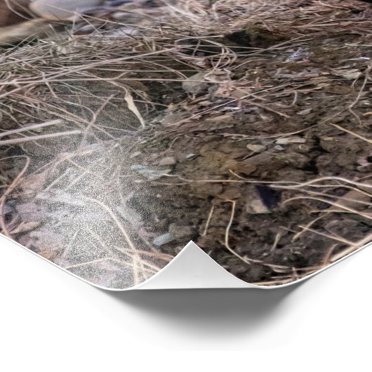 14x11 Red Fox in de buurt en persoonlijk Foto Afdruk (Hoek)