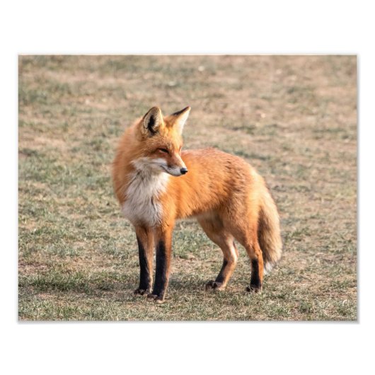 14x11 Red Fox in een veld Foto Afdruk (Voorkant)