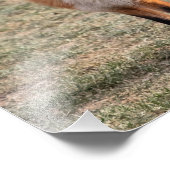 14x11 Red Fox in een veld Foto Afdruk (Hoek)