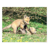 14x11 Red Fox Kits die spelen Foto Afdruk (Voorkant)