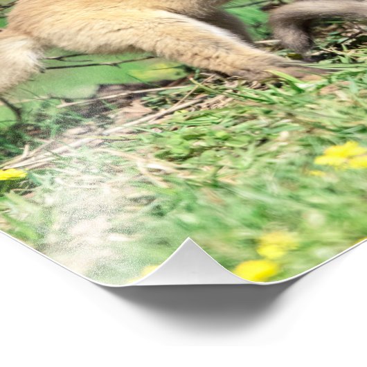 14x11 Red Fox Kits die spelen Foto Afdruk (Hoek)