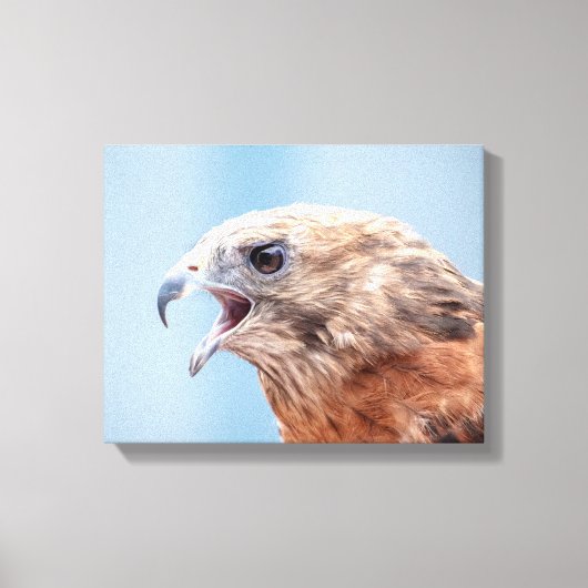 14x11 Red schuurde Hawk Canvas Afdruk (Voorkant)