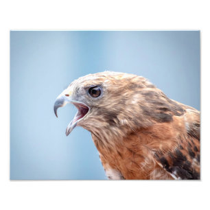 14x11 Red schuurde Hawk Foto Afdruk