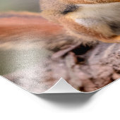 14x11 Rood eekhoorn Foto Afdruk (Hoek)