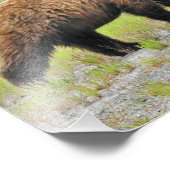 14x11 Satin foto van grizzly beer cubs Afdruk (Hoek)